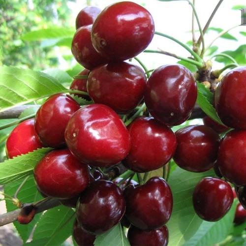 Prunus avium 'Tjutсhevka' - Magus kirsipuu 'Tjutсhevka' 